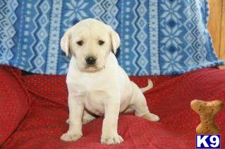 Puppies in PA